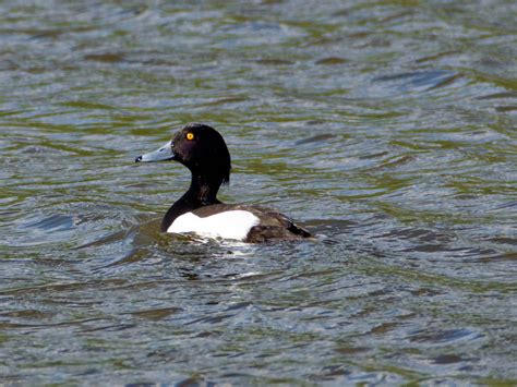 Male Tufted Duck