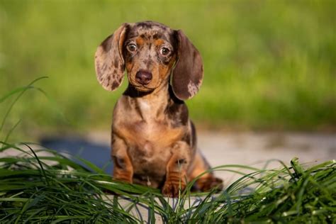 Dapple Dachshund: What To Know About This Spotted Dog - Marvelous Dogs