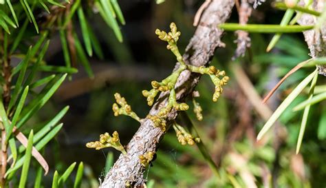 Unwanted guests: the weird world of parasitic plants | Natural History Museum