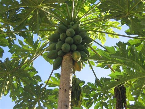 Genetically modified (GMO) food; The NY Times, Papaya, and GMO food on Hawaii. - Charschan ...