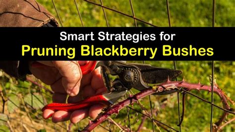 Trimming Your Blackberries - Smart Guide to Blackberry Bush Pruning