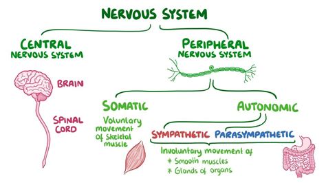 Somatic Nervous System Vs Autonomic Nervous System