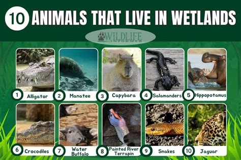 Wetland Animals Names