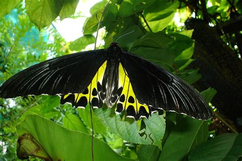 Magellan Birdwing Butterfly: Identification, Life Cycle, and Behavior ...