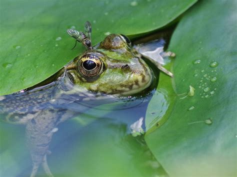 Grenouille verte Frog, Animals, Green Tree Frog, Animales, Animaux ...