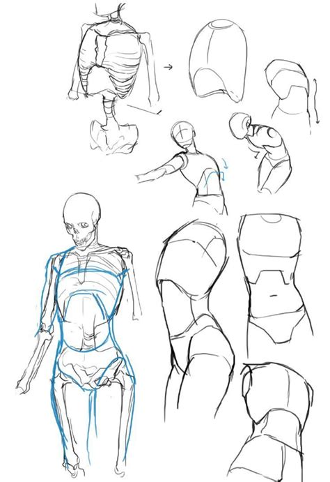 Torso reference | Art reference, Human anatomy art, Figure drawing reference