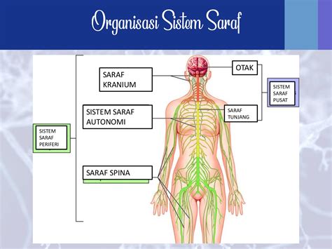 Sistem Saraf Pusat – newstempo