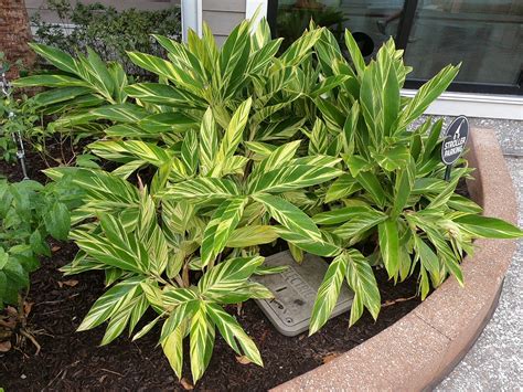 Alpinia zerumbet ‘Variegata’ – Brian's Botanicals