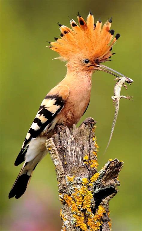 25 Most Beautiful Bird Photography examples and Tips for photographers ...