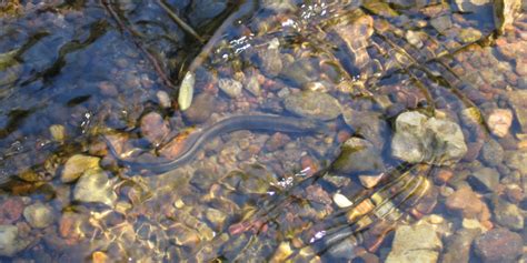 Sea Lamprey Levels are Down | WGRT