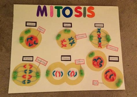 Mitosis 7th Grade Science Project | 7th grade science projects, Science ...