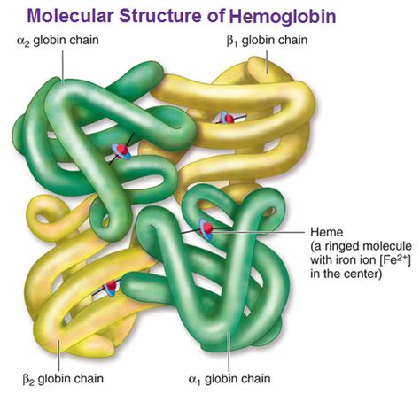 Beta Globin Chain