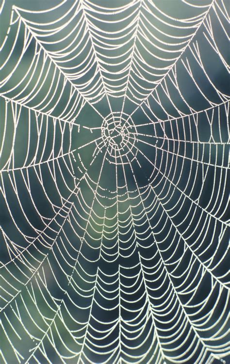 How to Make a Realistic Spider Web | eHow