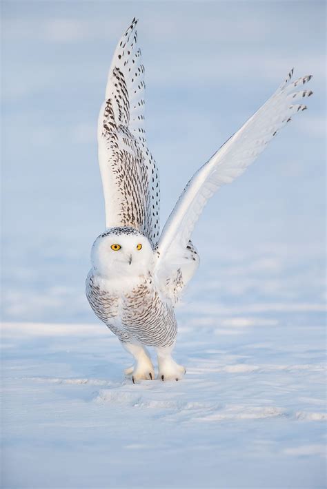 Snowy Owl | Owl facts, Owl pictures and Snowy owl