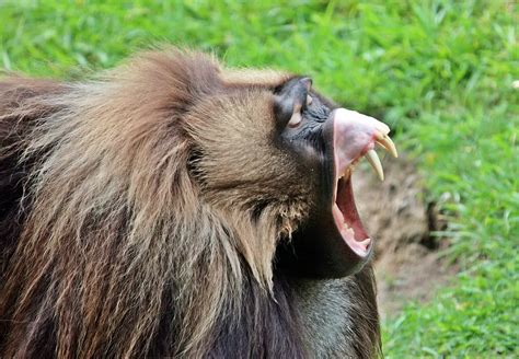 Gelada Baboon Facts | Anatomy, Diet, Habitat, Behavior - Animals Time