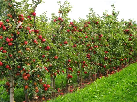 Dwarf Fruit Trees You Can Grow in Any Yard