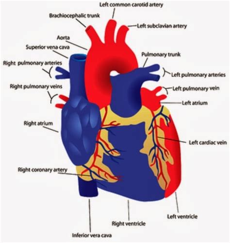 Diagram Of Human Heart | New Calendar Template Site