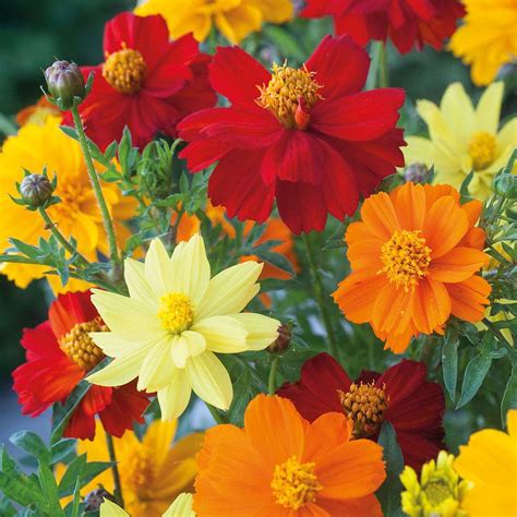 Cosmos sulphureus 'Brightness Mixed' seeds | Thompson & Morgan