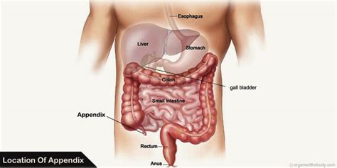 Appendix Facts, Functions of Appendix, Location and Pictures