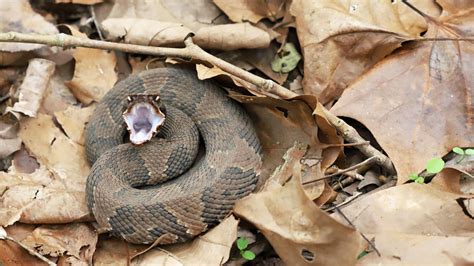 How to Identify a Baby Cottonmouth Snake (16 Helpful Photos)