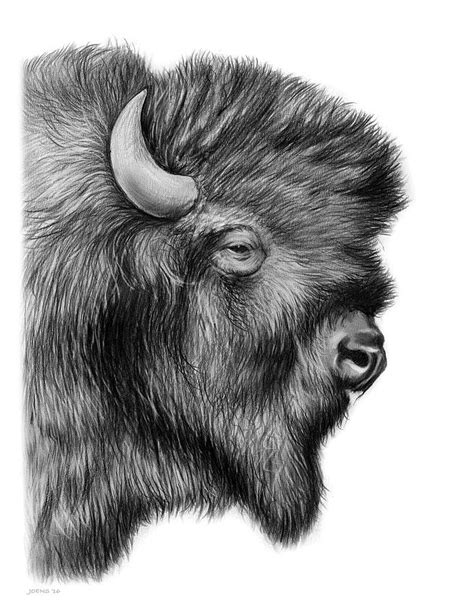 American Bison Drawing by Greg Joens