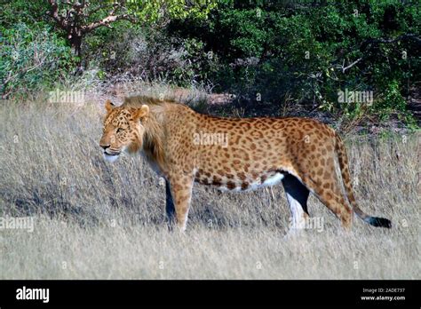 Marozi. Illustration and photo-reconstruction of the spotted lion ...