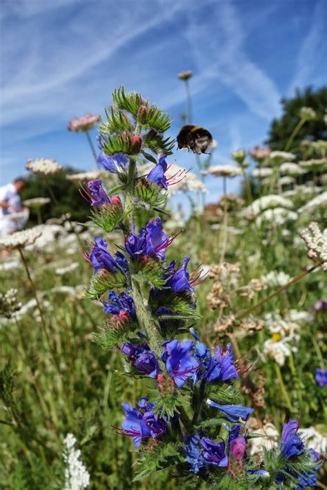 Urban Pollinators: How to create a perennial flower meadow