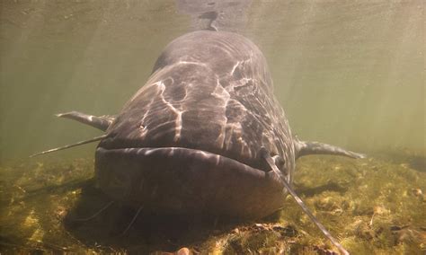 Wels Catfish Pictures - AZ Animals