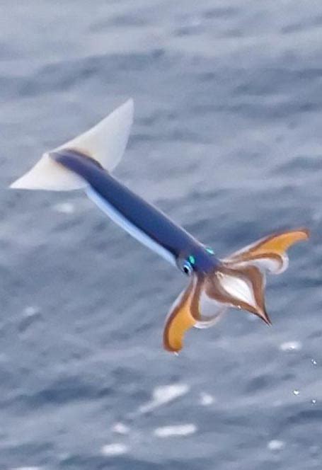 Birds Might Dive But Squids Can Fly! | Bio-Aerial Locomotion