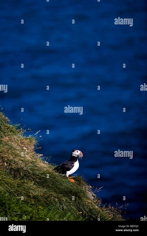 Puffin habitat hi-res stock photography and images - Alamy