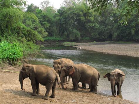 Elephant's World Sanctuary, Kanchanaburi