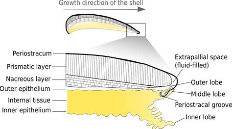 Frontiers | Step in Time: Biomineralisation of Bivalve’s Shell