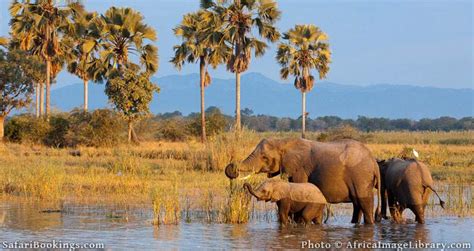 15 African Safari Photography Tips – SafariBookings