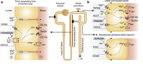 Transient antenatal Bartter’s Syndrome and X-linked polyhydramnios: insights from the genetics ...