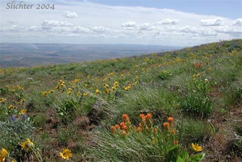 IB BIology at GHS: Temperate Grasslands