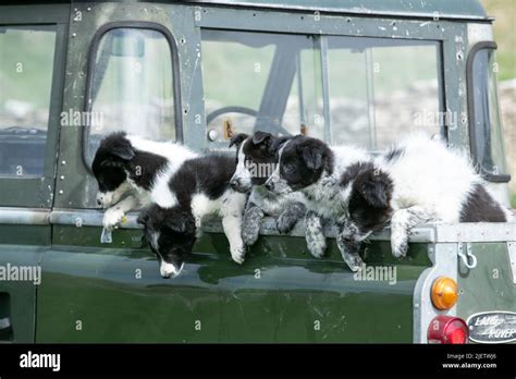 Working Sheepdog and Puppies Stock Photo - Alamy