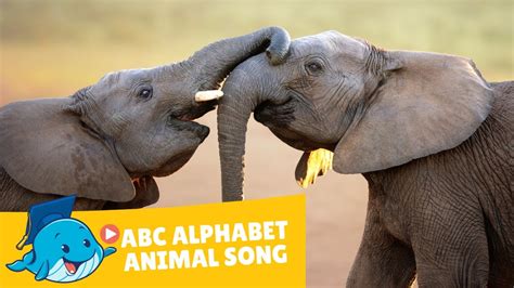 ABC Alphabet Animal Song - YouTube