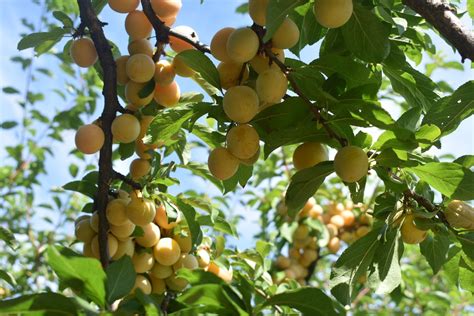 Golden Plum tree, at the Paynter's farm in Kelowna BC | Plum tree, Golden plum, Kelowna bc