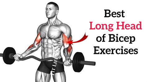 Long Head Of The Bicep Workout at Janice Duarte blog