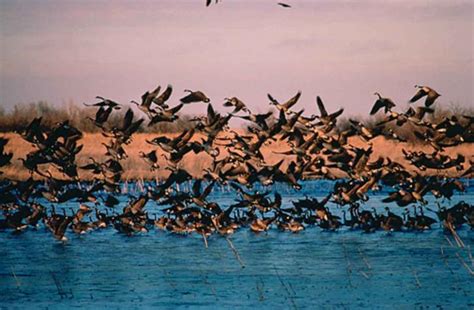 Free picture: flock, wild, geese, taking, water