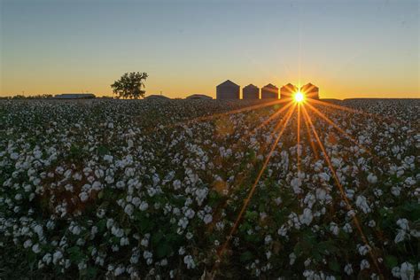 Cotton Field Sunset Photograph by My Angle On It Photography