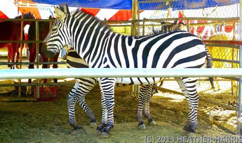 Pin by Carla Parks on Barnum & Bailey Circus | Barnum bailey circus, Ringling brothers, Zebra