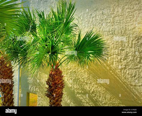 Palmetto palm tree, the state tree of South Carolina and its shadow Stock Photo, Royalty Free ...