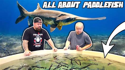 EVERYTHING YOU NEED TO KNOW ABOUT PADDLEFISH! - YouTube