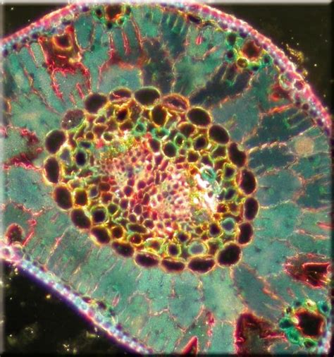 cross section of pine leaf | Pine leaf, Cross section, Painting