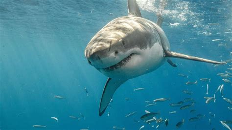 See the 10-Foot Long Great White Shark Recently Spotted Off the Coast of Virginia - A-Z Animals