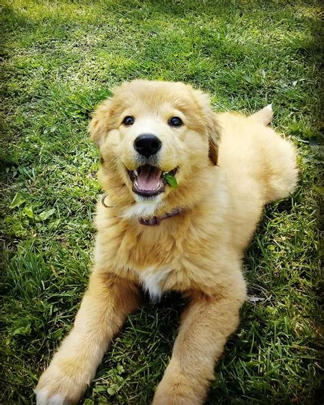 Dogs Golden Retriever Mix