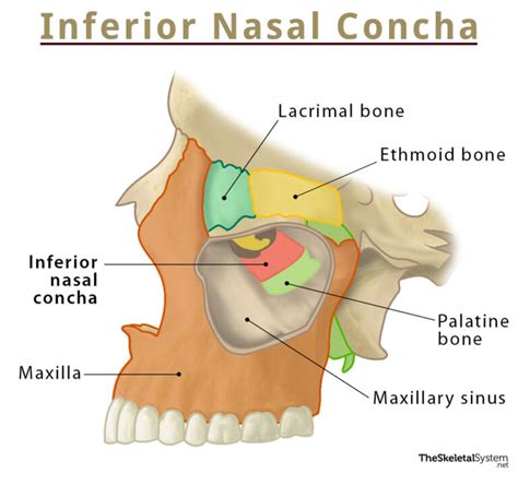 Nasal Bones: Location, Anatomy, & Functions With Diagram