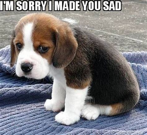 40 Adorable I'm Sorry Memes People Won't Be Able To Resist ...