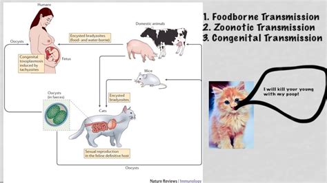 Toxoplasma Gondii In Humans